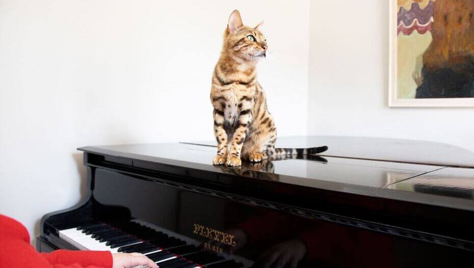 Do Cats Like Music? Understanding Cat Behaviour Purina